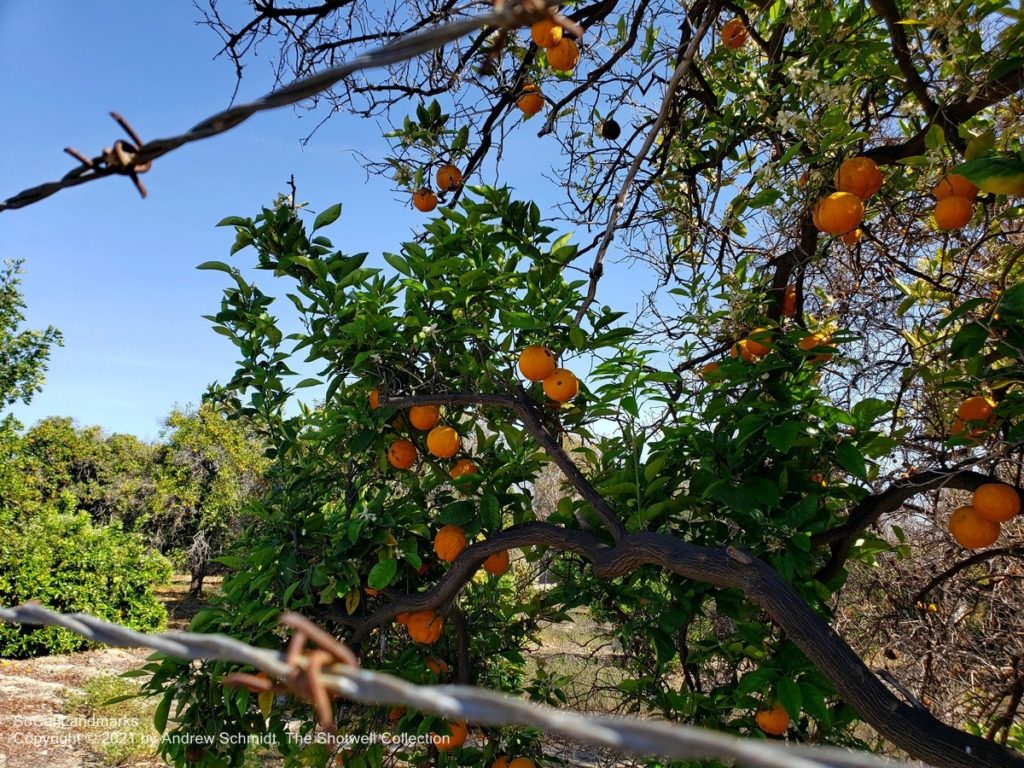 Last Working Orange Grove, Anaheim, Orange County