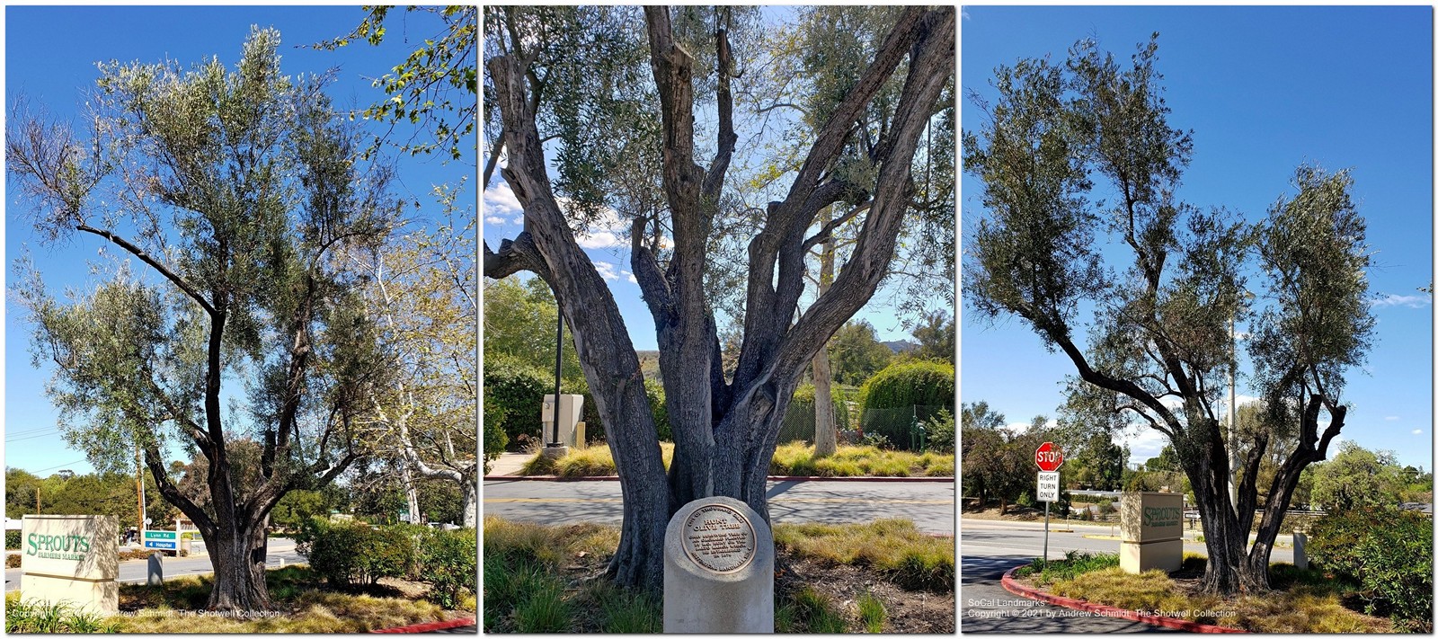 Hunt Olive Tree, Thousand Oaks, Ventura County