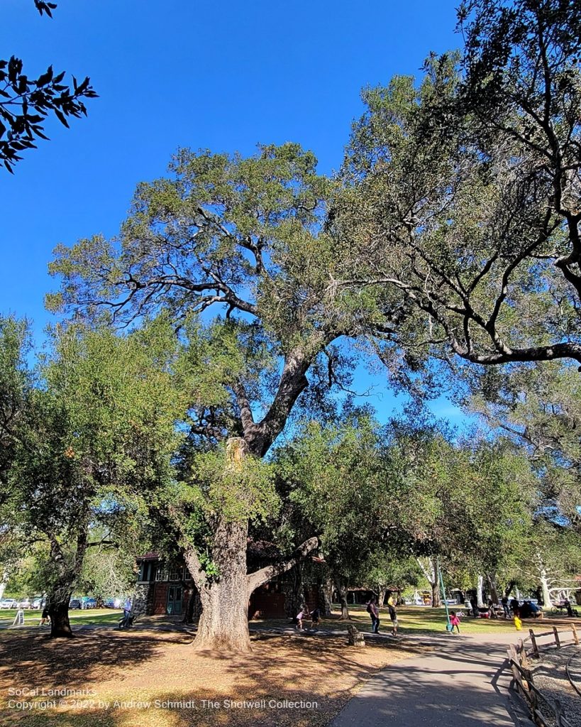 Live Oak Grove, Irvine Regional Park, Orange, Orange County