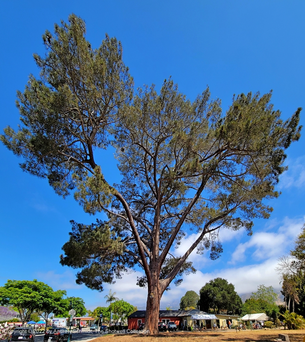 Wardholme Torrey Pine, Carpinteria, Santa Barbara County