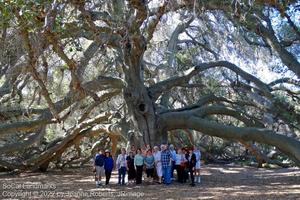 Pechanga Great Oak Tree, Temecula, Riverside County