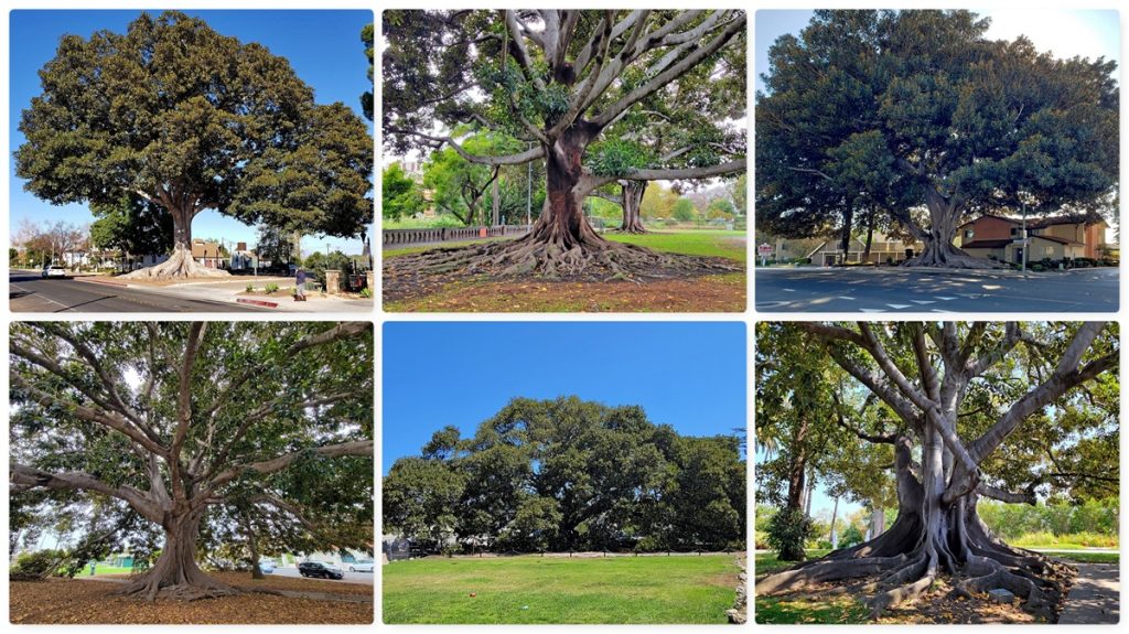 Moreton Bay Figs, Southern California