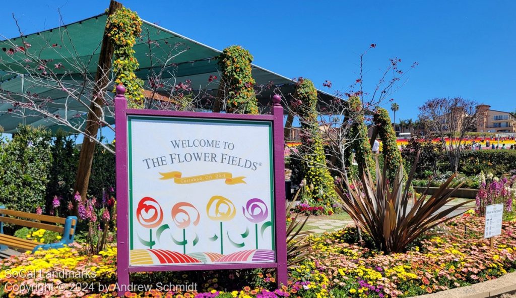 The Flower Fields, Carlsbad, San Diego County