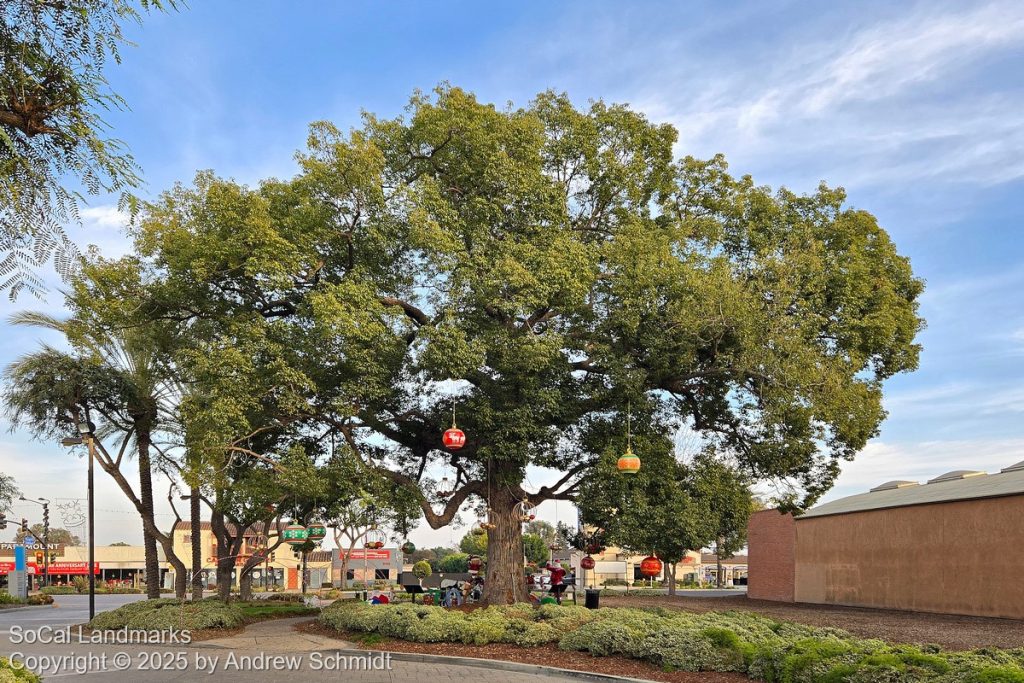 Hay Tree, Paramount, Los Angeles County