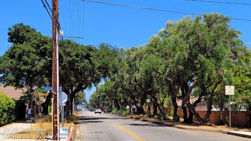 Lassen Street Olive Trees, Chatsworth, Los Angeles County