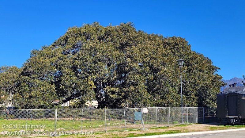 Moreton Bay Fig, Santa Barbara, Santa Barbara County