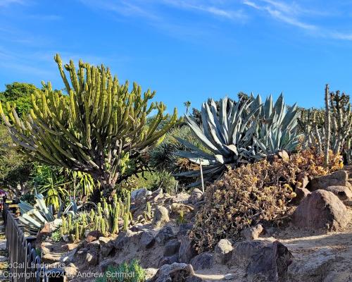 Boysen Cactus Garden, Anaheim, Orange County