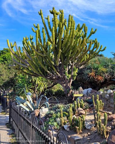 Boysen Cactus Garden, Anaheim, Orange County