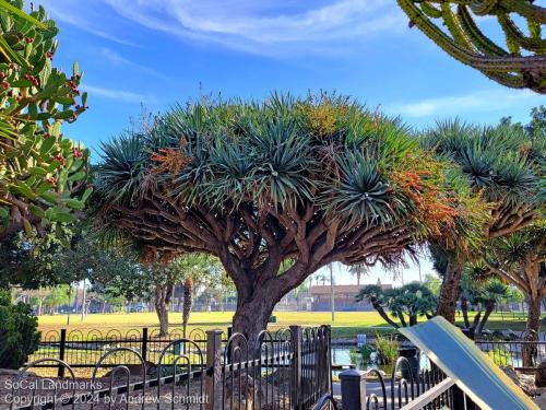 Boysen Cactus Garden, Anaheim, Orange County