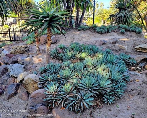 Boysen Cactus Garden, Anaheim, Orange County