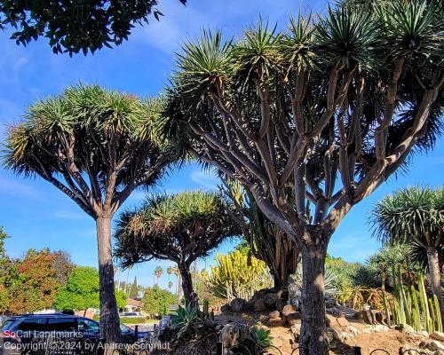 Boysen Cactus Garden, Anaheim, Orange County