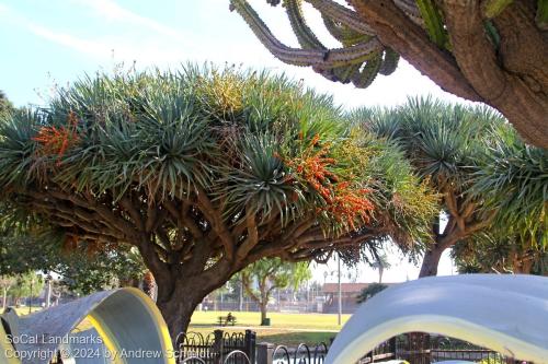 Boysen Cactus Garden, Anaheim, Orange County