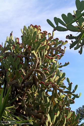 Boysen Cactus Garden, Anaheim, Orange County