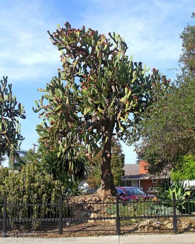 Boysen Cactus Garden, Anaheim, Orange County