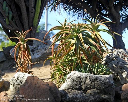 Boysen Cactus Garden, Anaheim, Orange County