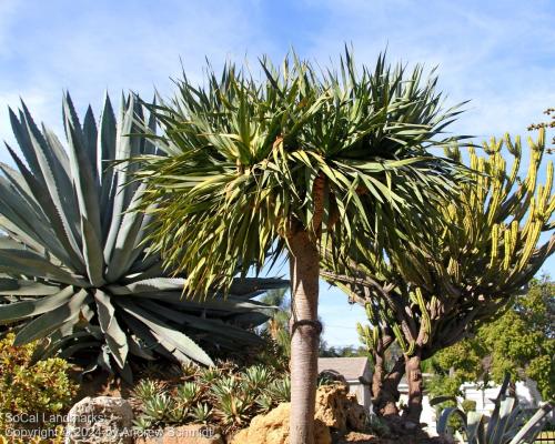 Boysen Cactus Garden, Anaheim, Orange County