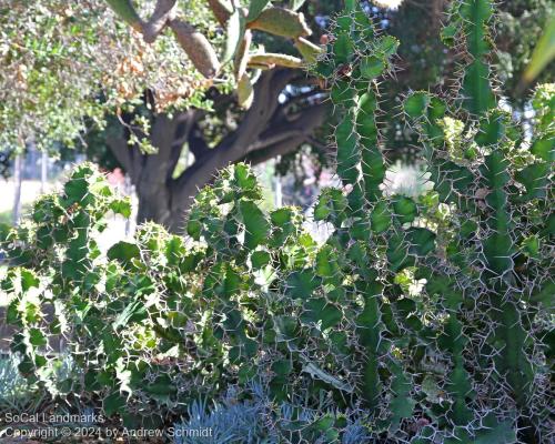 Boysen Cactus Garden, Anaheim, Orange County