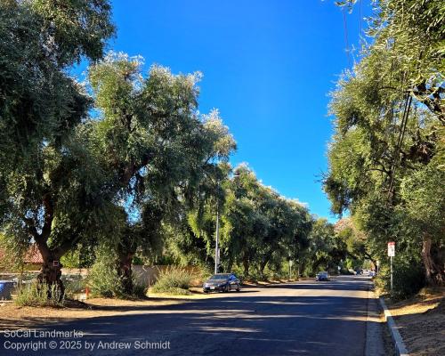 Lassen Street Olive Trees, Chatsworth, Los Angeles County