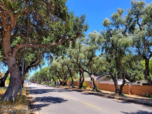 Lassen Street Olive Trees, Chatsworth, Los Angeles County