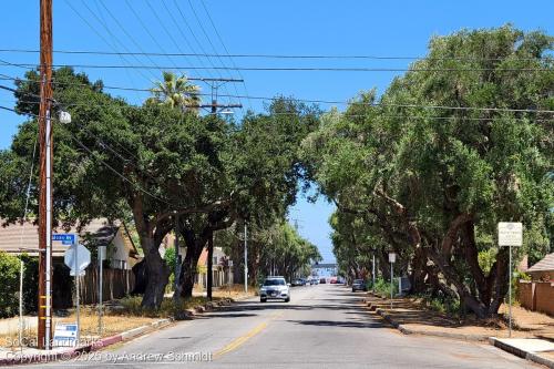 Lassen Street Olive Trees, Chatsworth, Los Angeles County