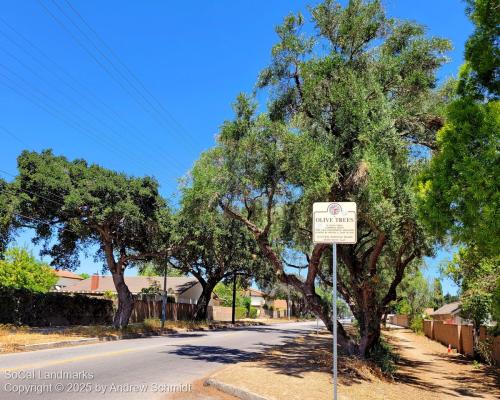 Lassen Street Olive Trees, Chatsworth, Los Angeles County