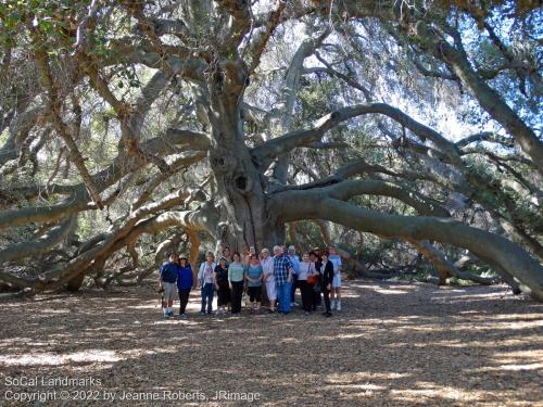 Pechanga Great Oak Tree, Temecula, Riverside County