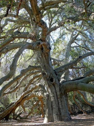 Pechanga Great Oak Tree, Temecula, Riverside County