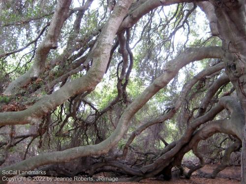 Pechanga Great Oak Tree, Temecula, Riverside County