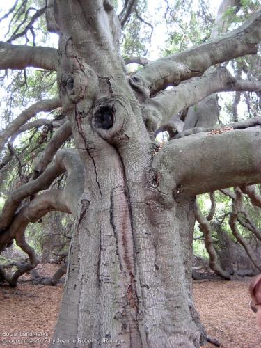 Pechanga Great Oak Tree, Temecula, Riverside County