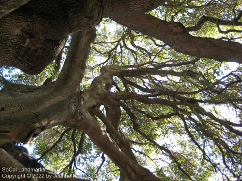 Pechanga Great Oak Tree, Temecula, Riverside County