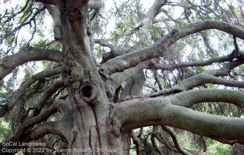 Pechanga Great Oak Tree, Temecula, Riverside County