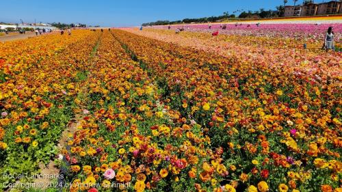 The Flower Fields, Carlsbad, San Diego County