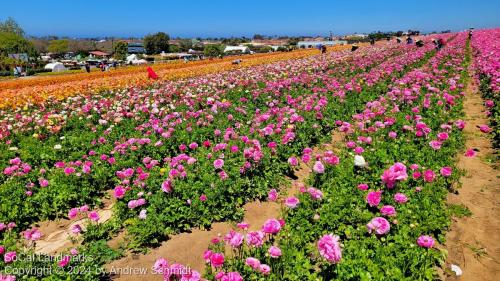 The Flower Fields, Carlsbad, San Diego County