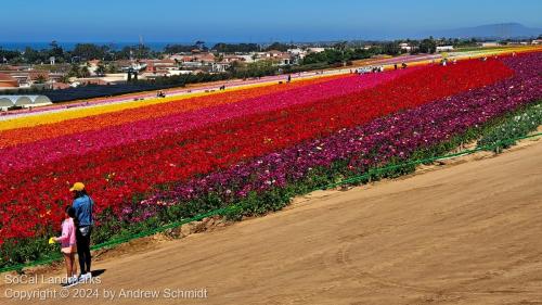 The Flower Fields, Carlsbad, San Diego County