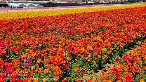 The Flower Fields, Carlsbad, San Diego County