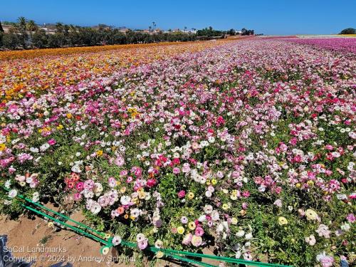 The Flower Fields, Carlsbad, San Diego County