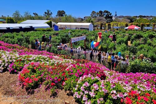 The Flower Fields, Carlsbad, San Diego County