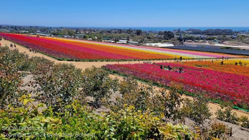 The Flower Fields, Carlsbad, San Diego County