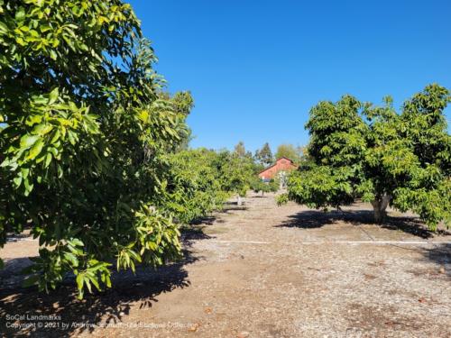 Avocado grove, Irvine Ranch Historic Park, Irvine, Orange County