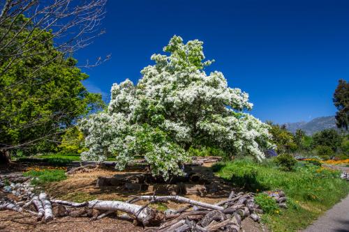 Los Angeles County Arboretum and Botanic Garden, Arcadia, Los Angeles County