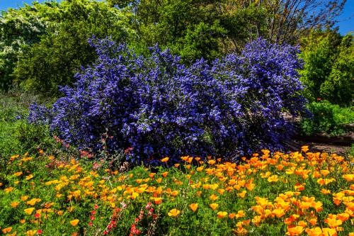 Los Angeles County Arboretum and Botanic Garden, Arcadia, Los Angeles County