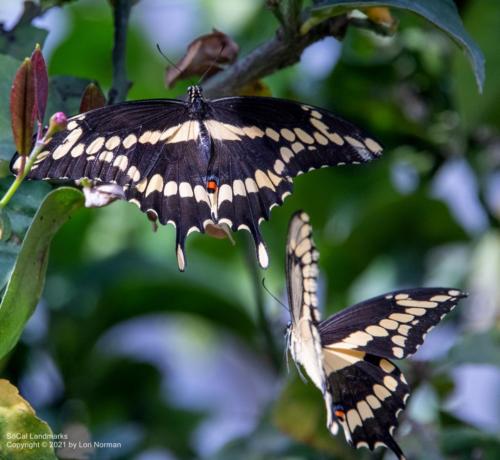 LA County Museum of Natural History, Los Angeles, Los Angeles County