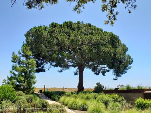 Parasol Park, Irvine, Orange County