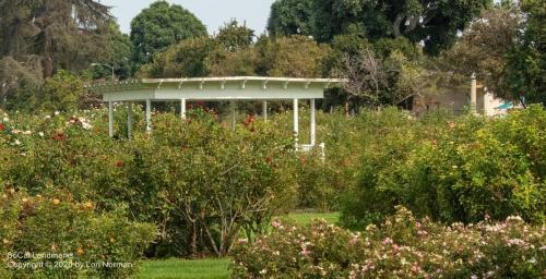 Rose Garden, Exposition Park, Los Angeles, Los Angeles County