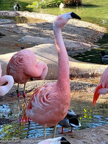 San Diego Zoo Safari Park, Escondido, San Diego County