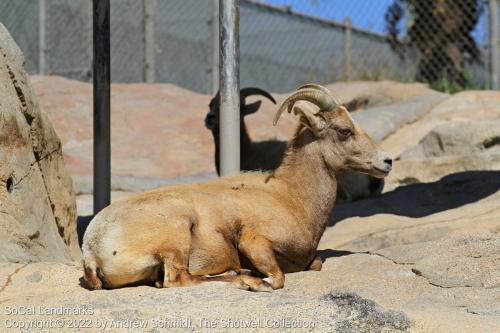 San Diego Zoo Safari Park, Escondido, San Diego County