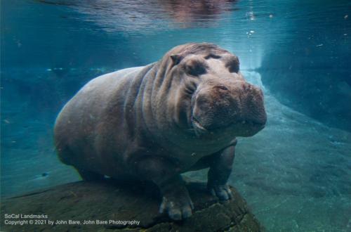 San Diego Zoo, San Diego, San Diego County